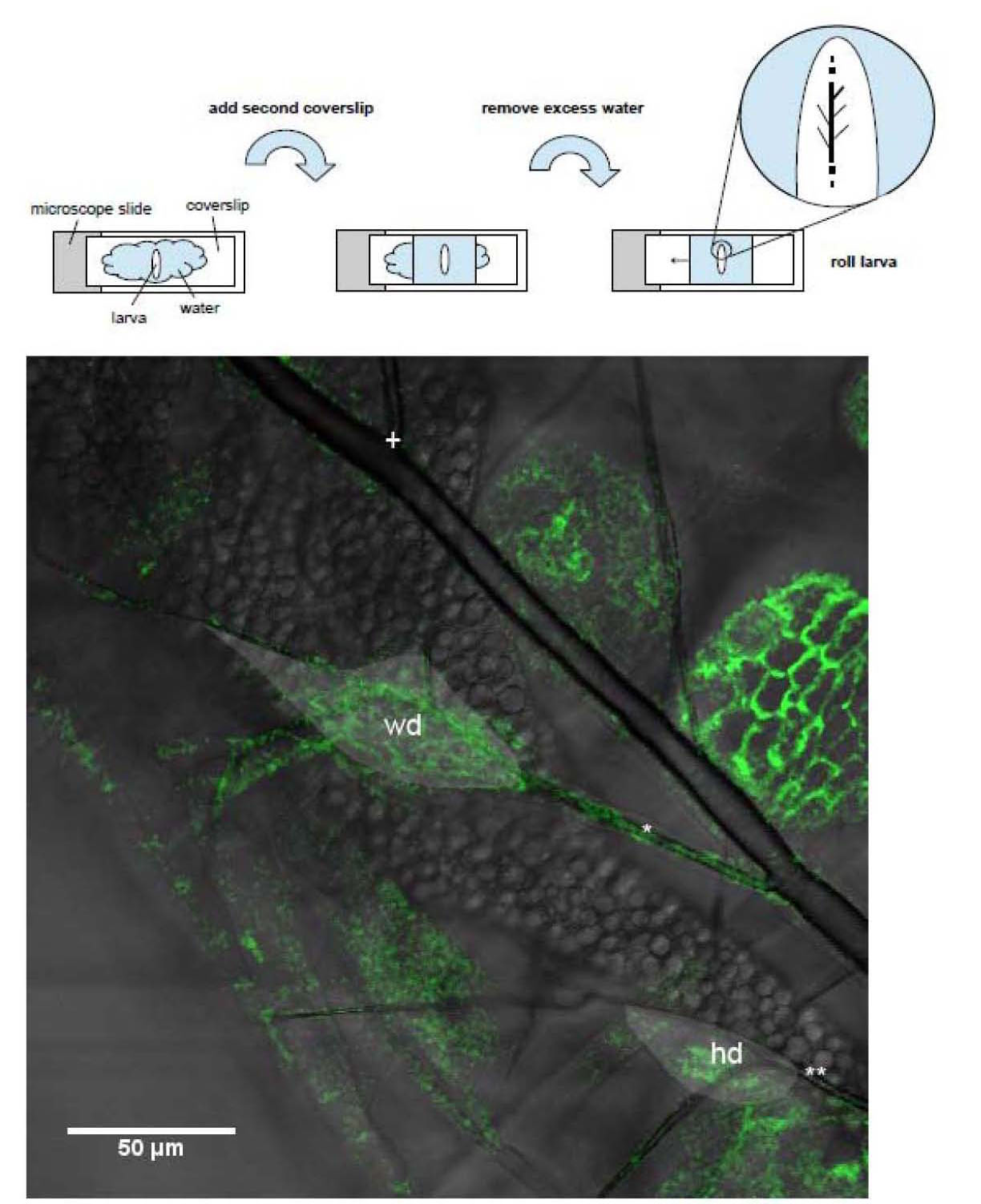 in-vivo imaging method